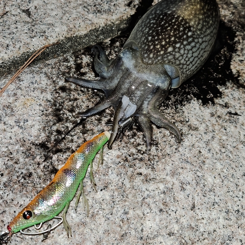 シリヤケイカの釣果