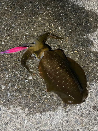 アオリイカの釣果