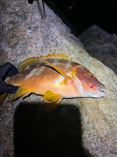 シブダイの釣果