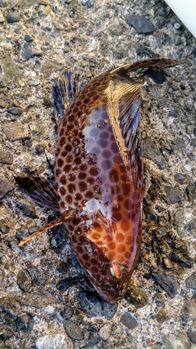 オオモンハタの釣果