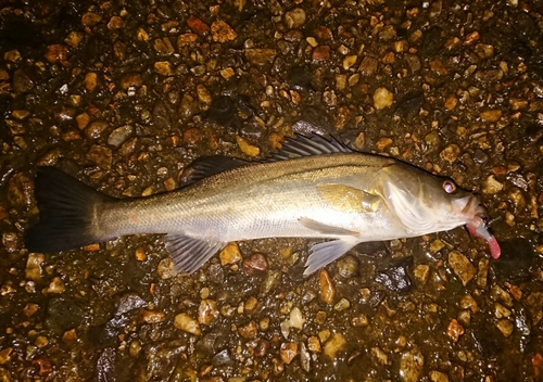 マダカ（マルスズキ）の釣果