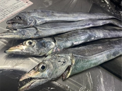 タチウオの釣果