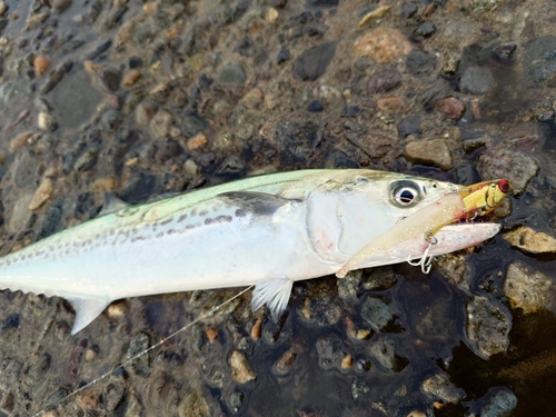 サゴシの釣果