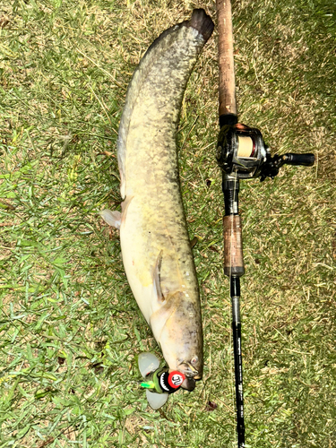 ナマズの釣果