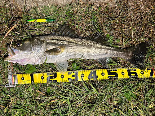 シーバスの釣果