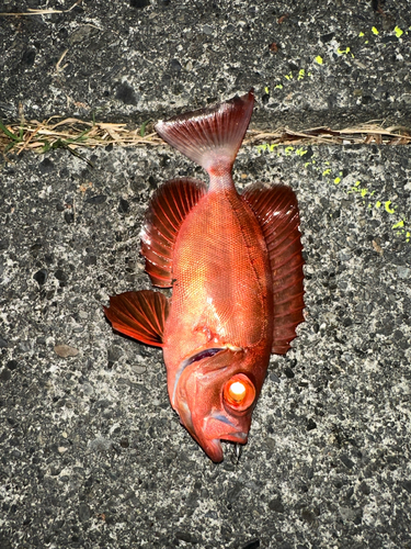 カサゴの釣果