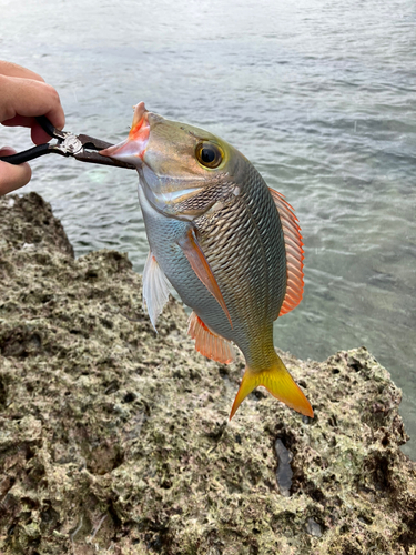 クチナジの釣果