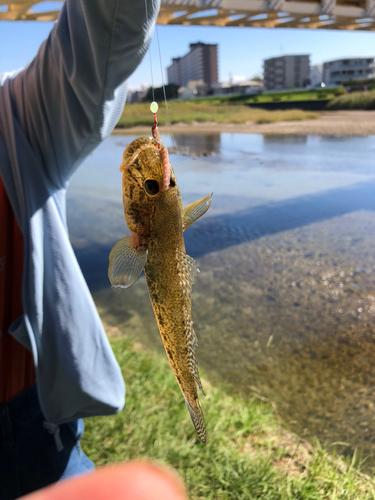 ハゼの釣果