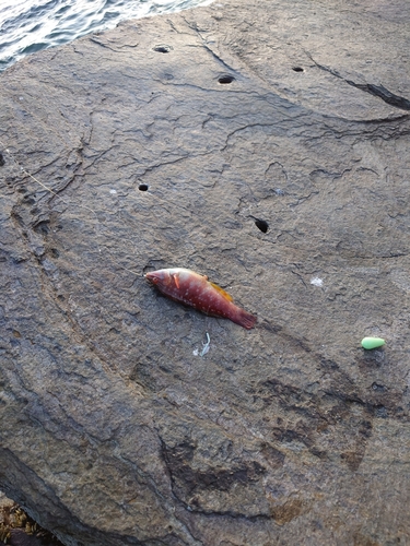 ブダイの釣果