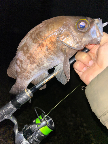 シロメバルの釣果