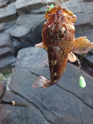 ガシラの釣果