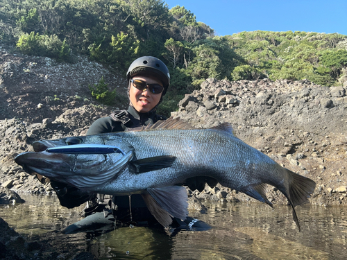 ヒラスズキの釣果