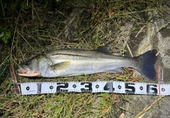 シーバスの釣果