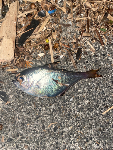 ハタンポの釣果