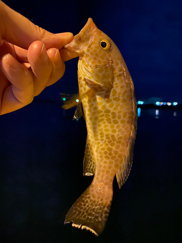 オオモンハタの釣果