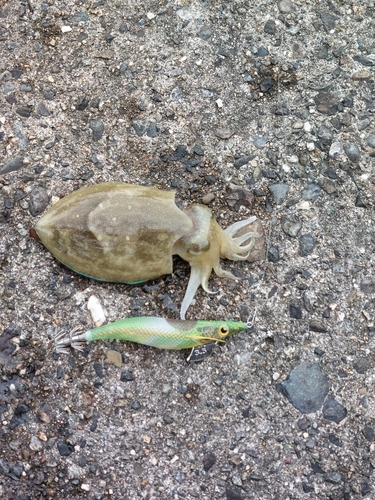 コウイカの釣果