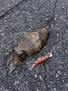 コウイカの釣果