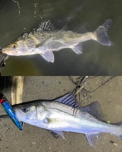 シーバスの釣果