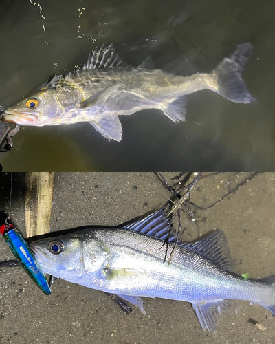 シーバスの釣果