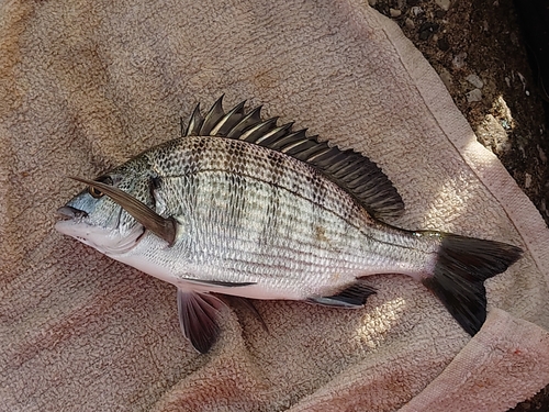 クロダイの釣果