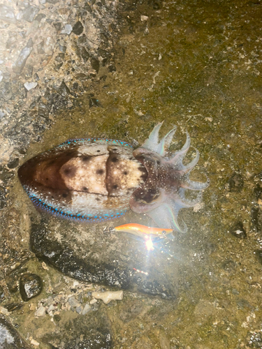 コウイカの釣果