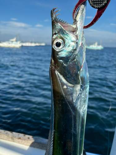 タチウオの釣果