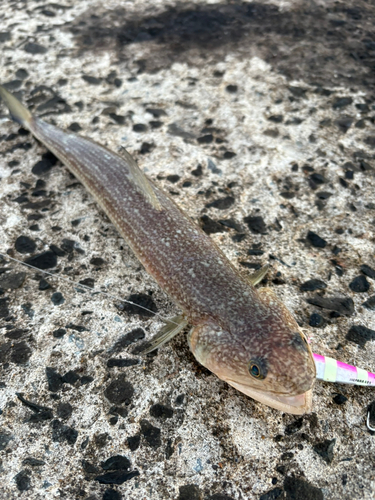 エソの釣果