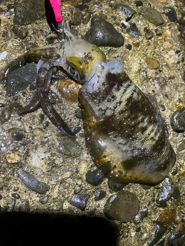 アオリイカの釣果