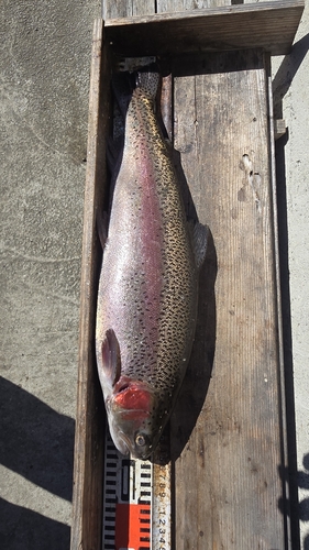 ニジマスの釣果