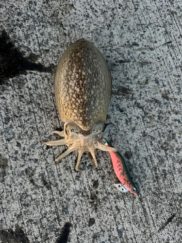 シリヤケイカの釣果