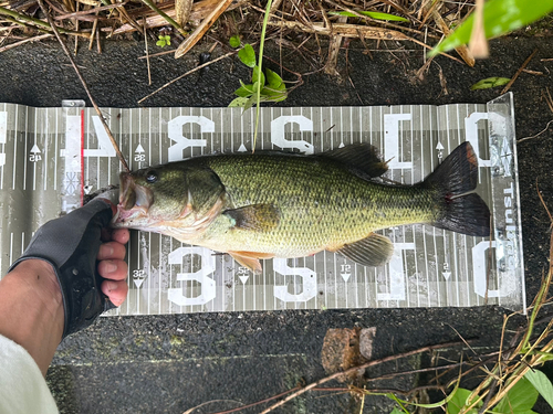 ブラックバスの釣果