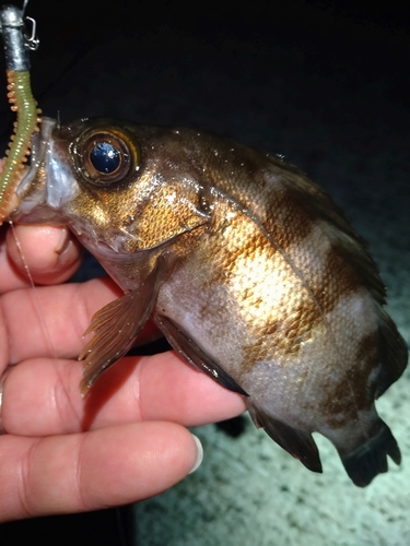 メバルの釣果