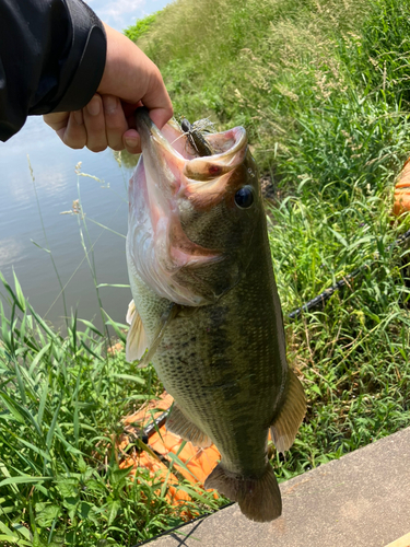 ラージマウスバスの釣果