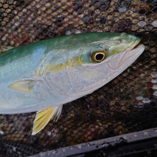 ツバイソの釣果