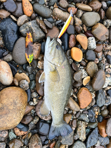 スモールマウスバスの釣果