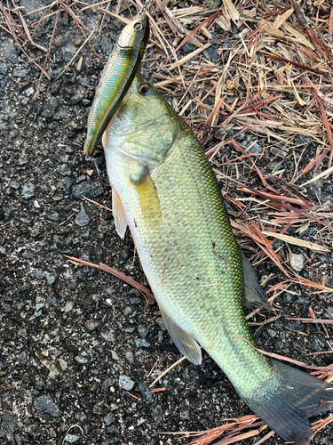 ブラックバスの釣果