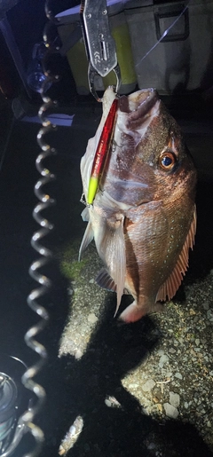 タイの釣果