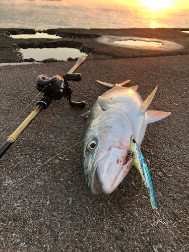 イナダの釣果