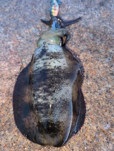 アオリイカの釣果