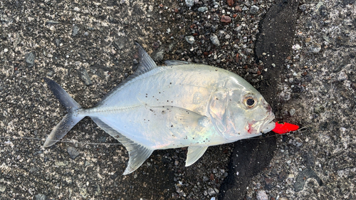 メッキの釣果