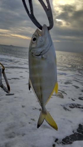 メッキの釣果