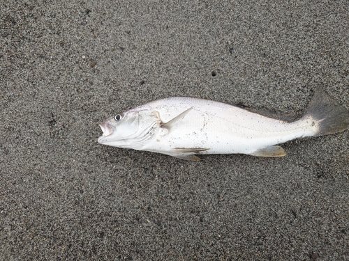 ニベの釣果