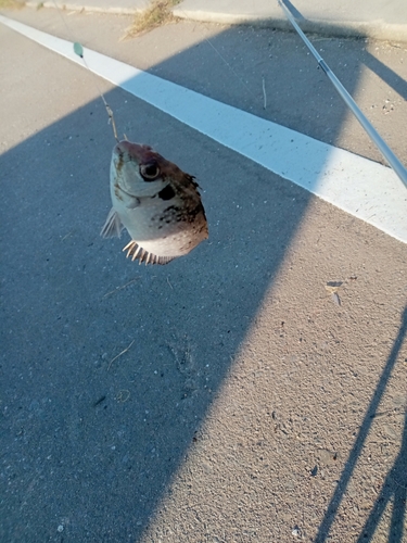 アイゴの釣果