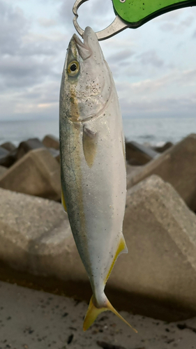 ワカシの釣果