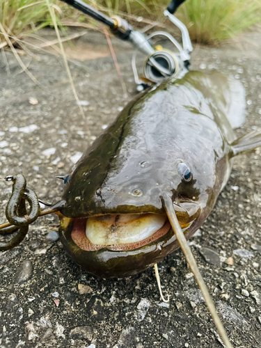 ナマズの釣果