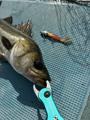 シーバスの釣果