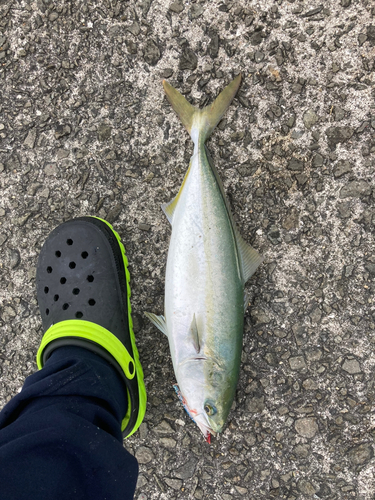 ハマチの釣果