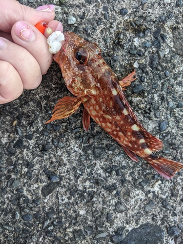 カサゴの釣果