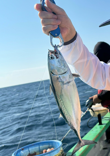 ヒラソウダの釣果