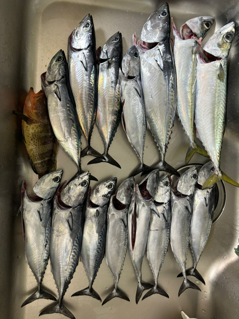 アキ130さんの釣果 2枚目の画像